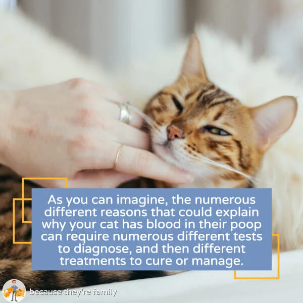 Why is There Blood in Your Cat’s Poop Should You Worry? — Our Pet's Health