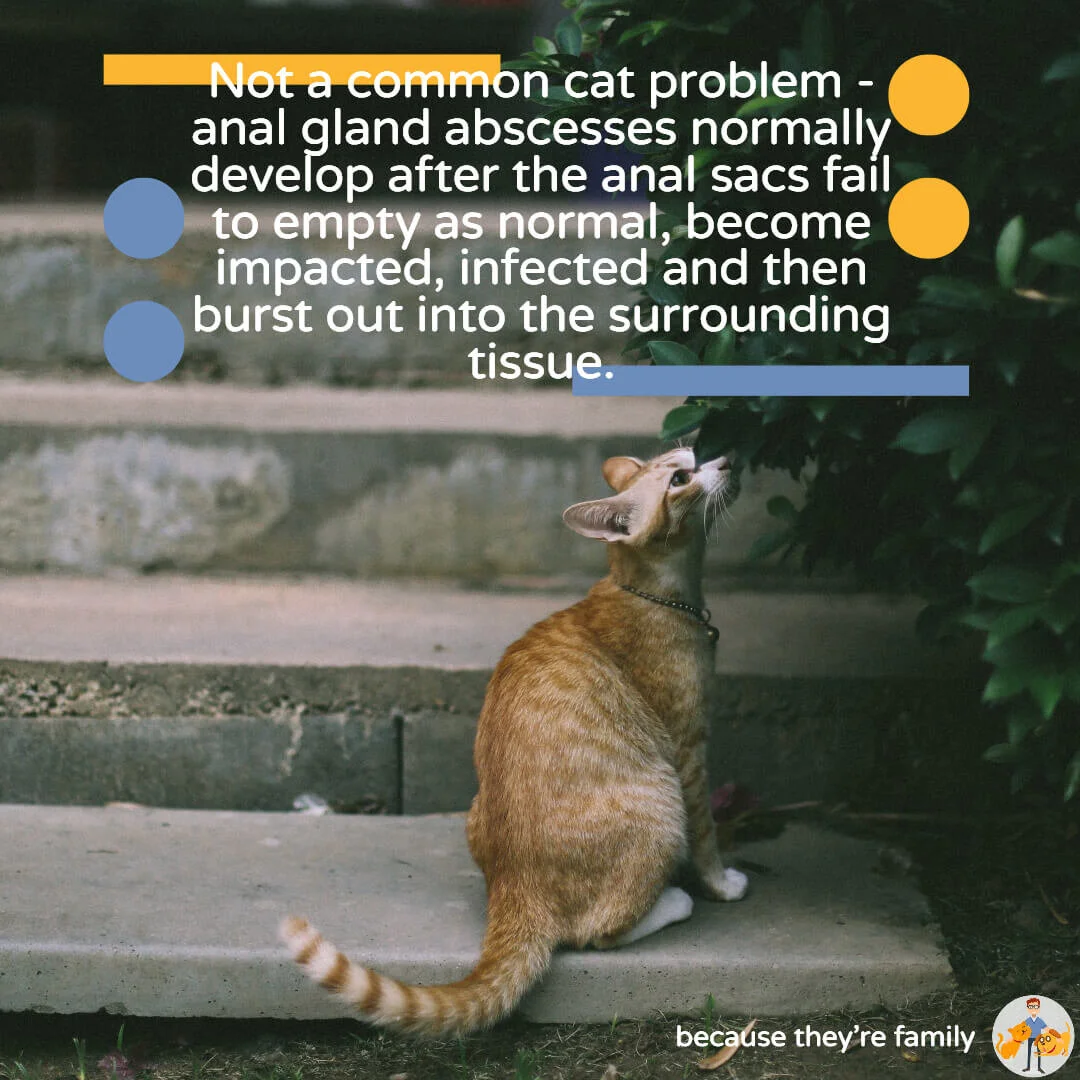 Cat Anal Sac Abscess: a Sign of Something More Sinister? - CTV #41 ...