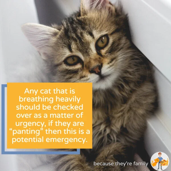 Why Is My Cat Breathing Fast And Should You Be Worried Ctv 39 Our Pets Health