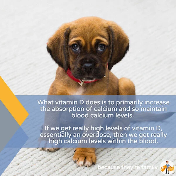 What Are The Symptoms Of Vitamin D Toxicity In Dogs?