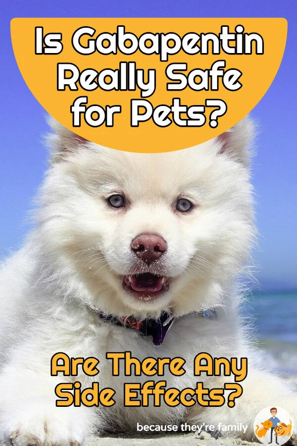 gabapentin pets side effects gabapentin pets side effects
