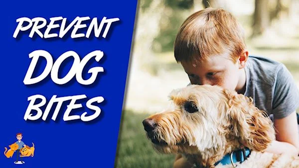 labradoodle bites child