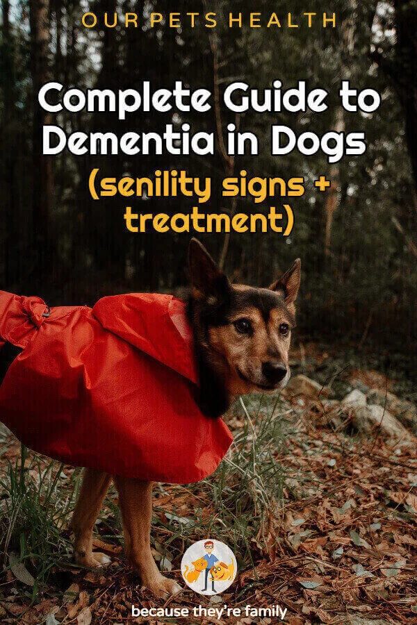 Complete Guide to Dementia in Dogs (senility signs + treatment) — Our Pet
