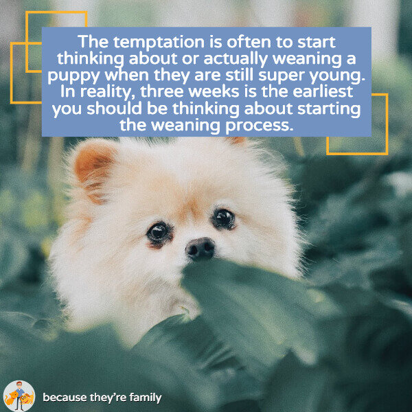 How Early Can You Wean a Puppy? (stepbystep guide) — Our