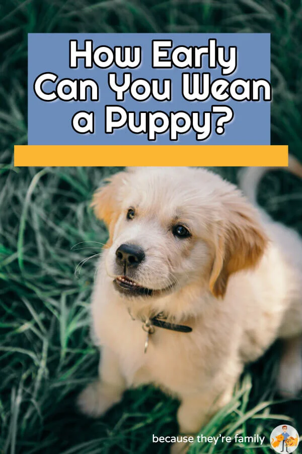 How Early Can You Wean a Puppy? (stepbystep guide) — Our Pets Health