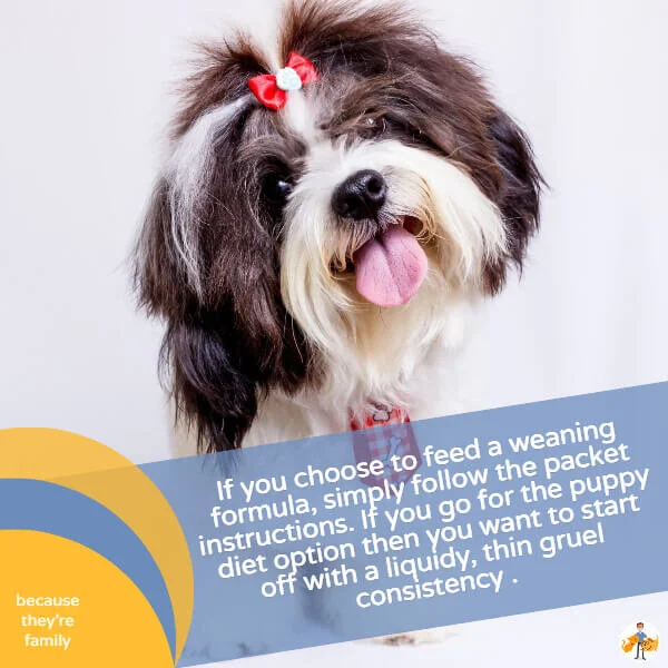 How Early Can You Wean a Puppy? (stepbystep guide) — Our Pet's Health