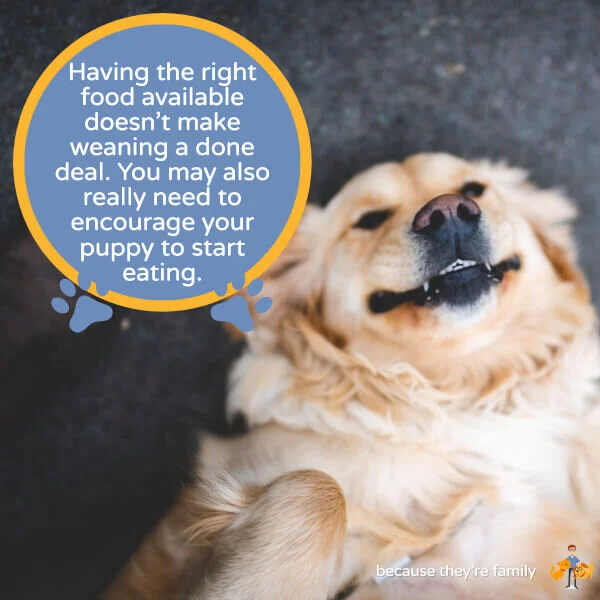 How Early Can You Wean a Puppy? (stepbystep guide) — Our Pet's Health