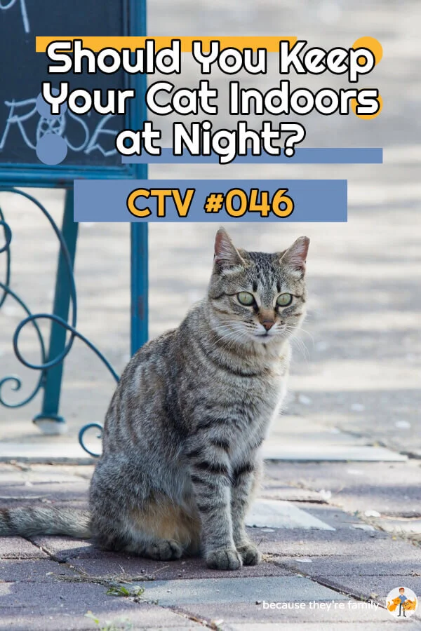 Should You Keep Your Cat Indoors at Night? CTV 46 — Our Pet's Health