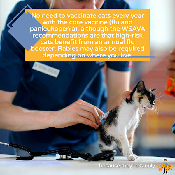 How Often Do Cats Really Need Vaccinating? CTV 48 — Our Pets Health