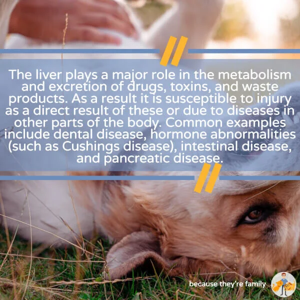 My Dog's Liver Enzymes are High What Next? CTV 49 — Our Pets Health