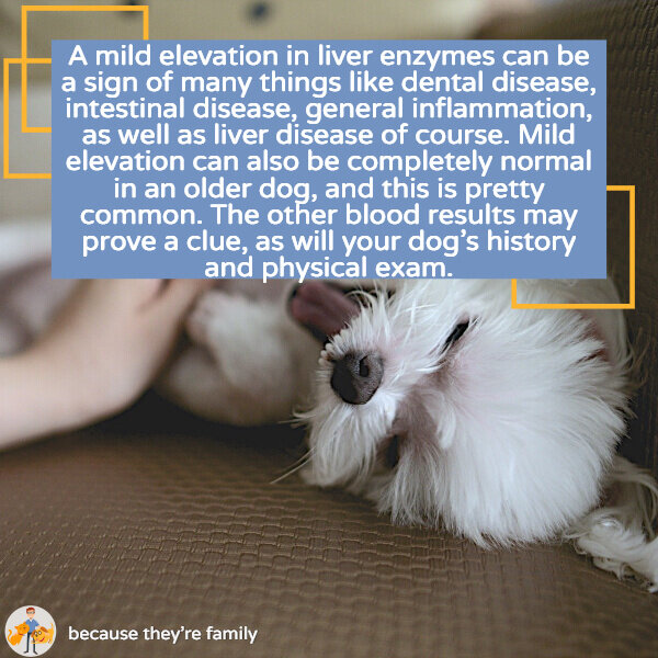 what causes elevated liver enzymes in dogs