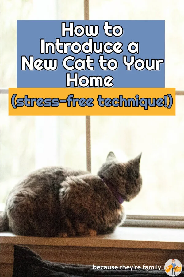 How to Introduce a New Cat to Your Home (stressfree technique!) — Our