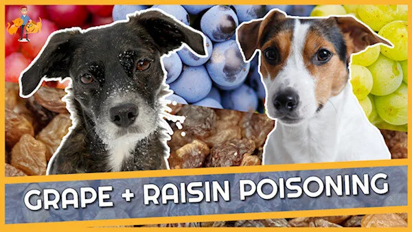 View of Raisin + Grape Poisoning in Dogs - How Many Will Kill? — Our Pet's Health