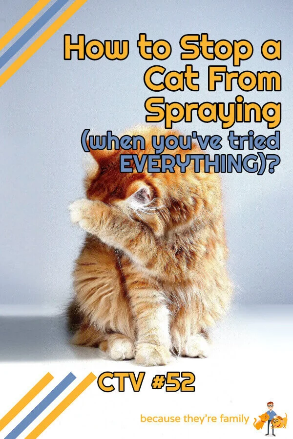 How to Stop a Cat spraying (when you
