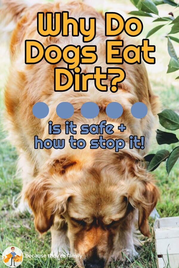 Picture of Why Do Dogs Eat Dirt - is it safe + how to stop it? — Our Pet's Health