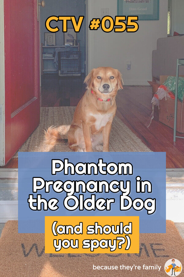 how long do phantom pregnancies last in dogs
