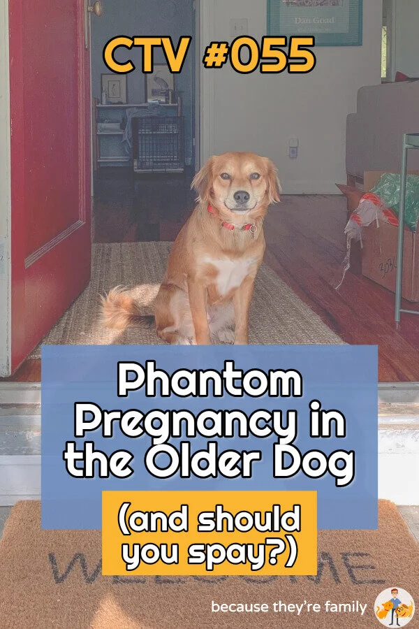 Phantom Pregnancy in the Older Dog (and should you spay?) CTV 55