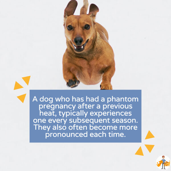 Phantom Pregnancy in the Older Dog (and should you spay?) CTV 55 — Our Pets Health
