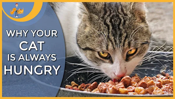 My Cat Food Is My Kitten Eating Too Much Cat Food Why Is My Kitten So