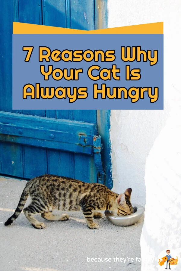 7 Reasons Why Your Cat Is Always Hungry — Our Pet's Health