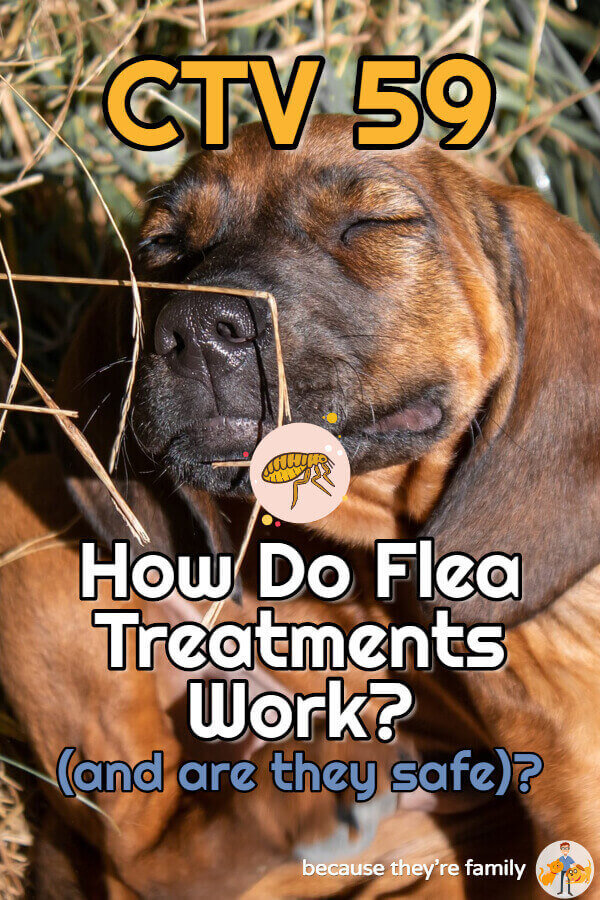 How Do Flea Treatments Work (and are they safe)? — Our