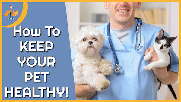 Why Do Dogs Eat Their Poop (and How to STOP It!) — Our Pet's Health