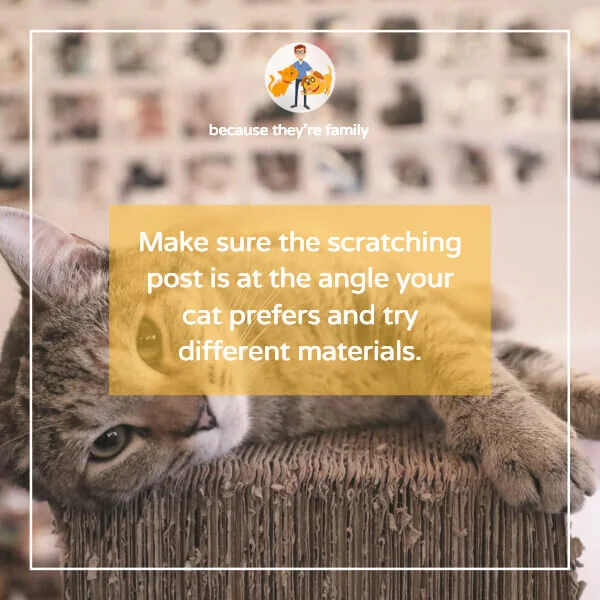 How To Get a Cat to Use a Scratching Post (+ stop destroying your