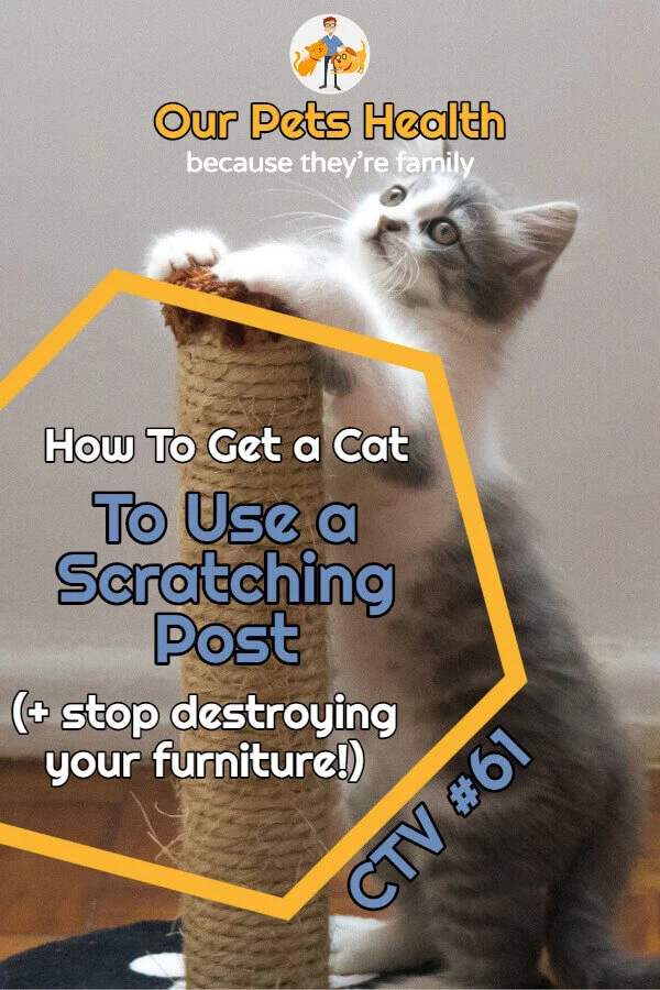 How To Get a Cat to Use a Scratching Post (+ stop destroying your