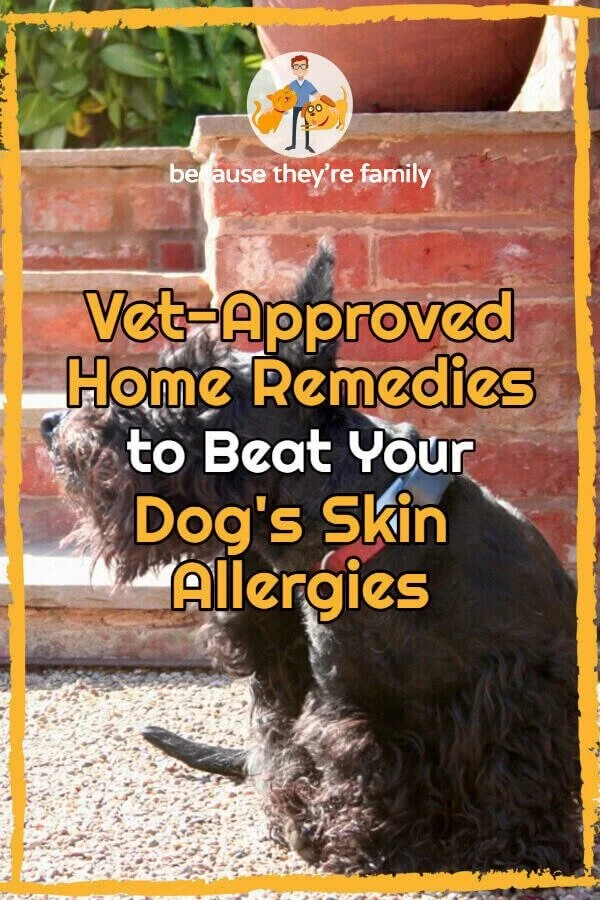 Vet Approved Home Remedies To Beat Your Dog S Skin Allergies Our Pets Health