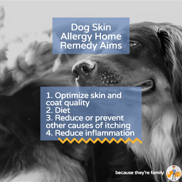 home remedies to stop my dog from itching