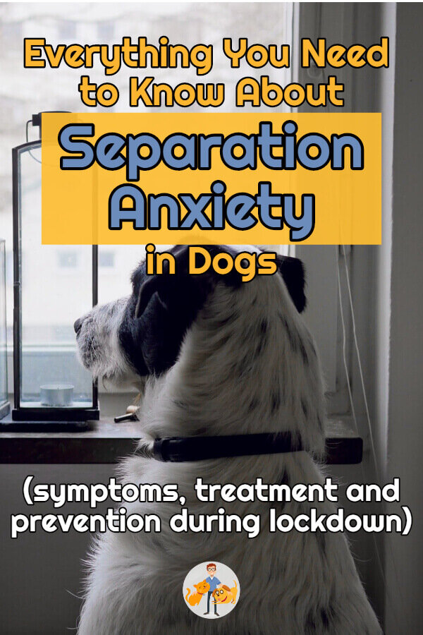 Separation Anxiety in Dogs: Signs, Causes, and Prevention