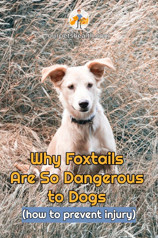 Why Foxtails Are So Dangerous to Dogs (how to prevent injury) — Our Pet ...