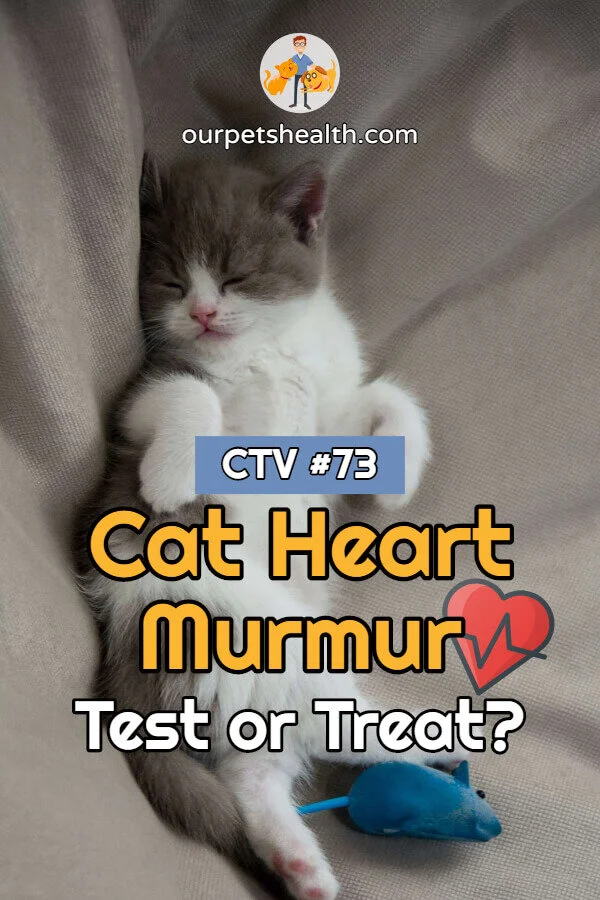 Cat Heart Murmur Test or Treat? — Our Pet's Health