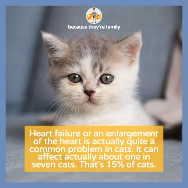 Cat Heart Murmur Test or Treat? — Our Pet's Health