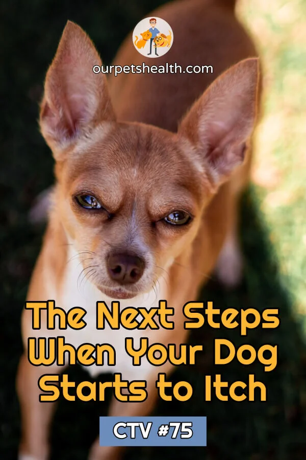 The Next Steps When Your Dog Starts to Itch — Our Pet's Health