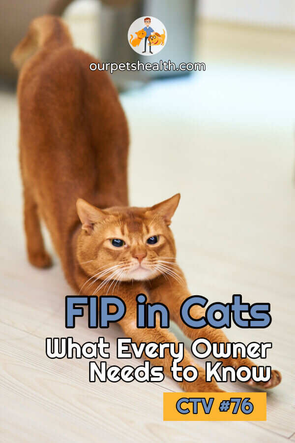 FIP in Cats What Every Owner Needs to Know — Our Pet's Health