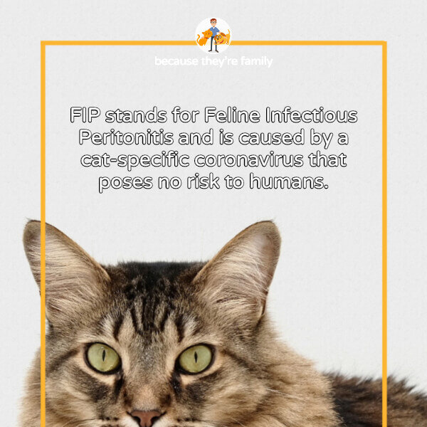 FIP in Cats What Every Owner Needs to Know — Our Pet's Health
