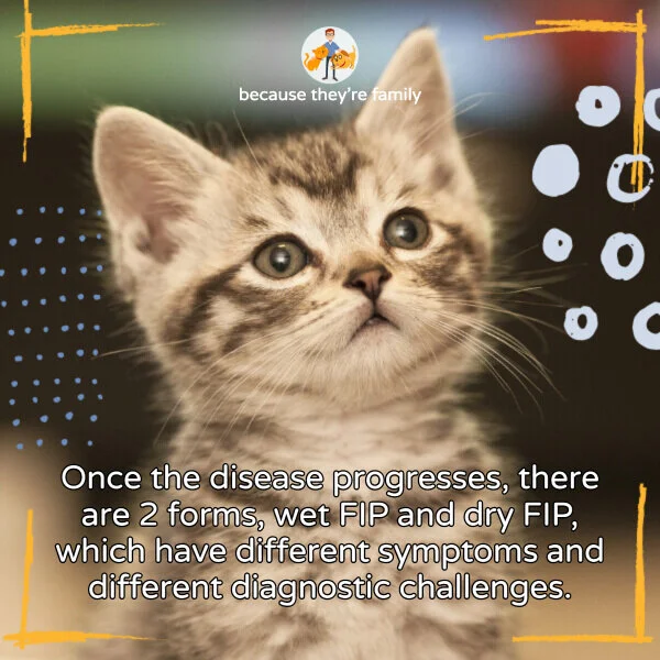 dry fip survival rate
