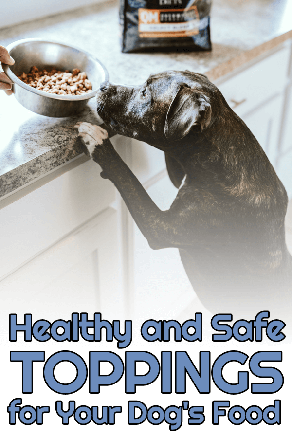 Healthy and Safe Toppings for Your Dog's Food — Our Pet's Health