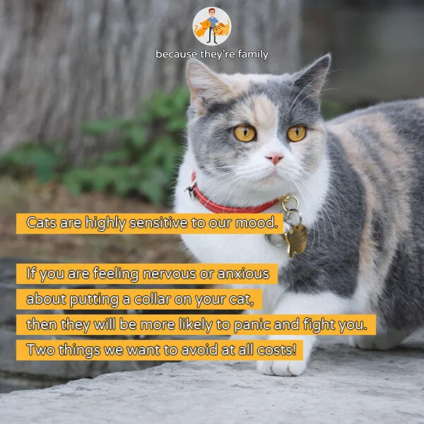 The Ultimate Guide to Cat Collars and Harnesses (so your cat loves