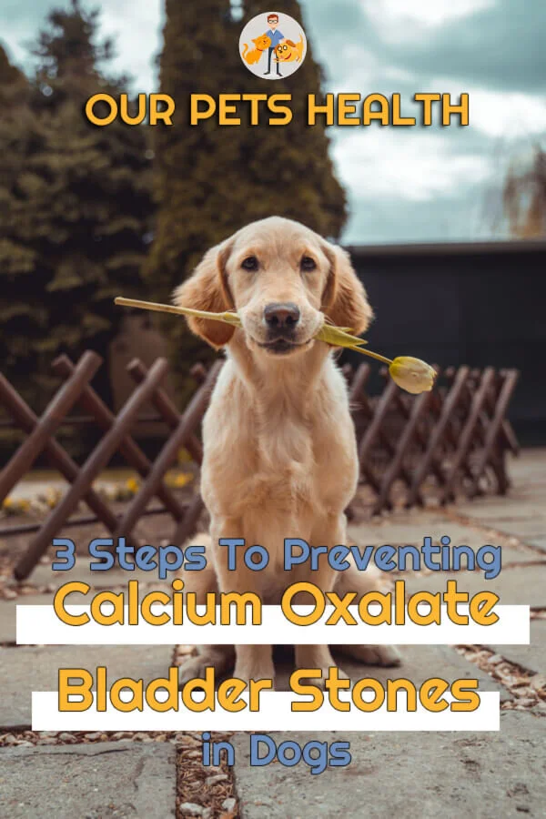 3 Steps to Preventing Calcium Oxalate Bladder Stones in Dogs — Our Pet