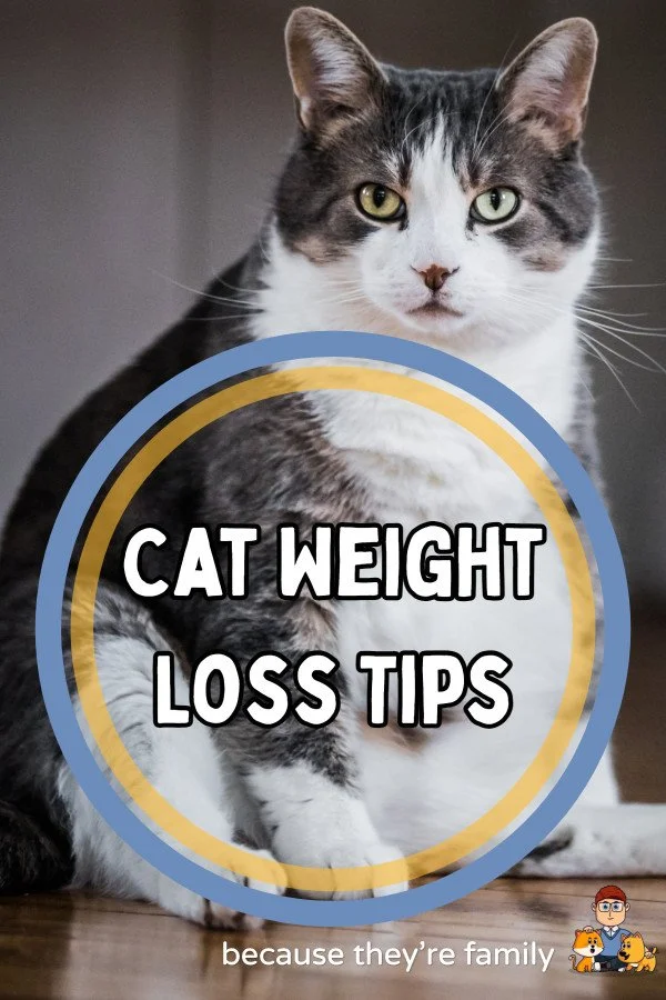 Image showcasing Top Cat Weight Loss Tips (That Really Work!) — Our Pet's Health