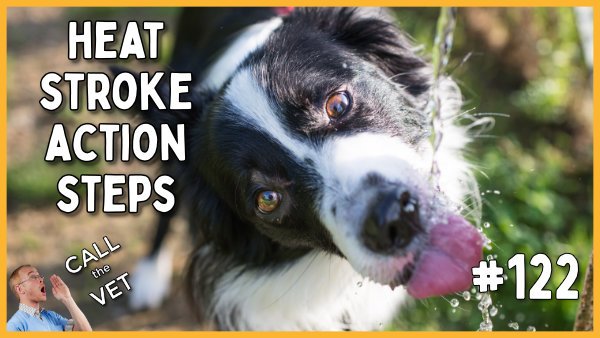 How To Save Your Dog's Life When Heat Stroke Strikes — Our Pet's Health