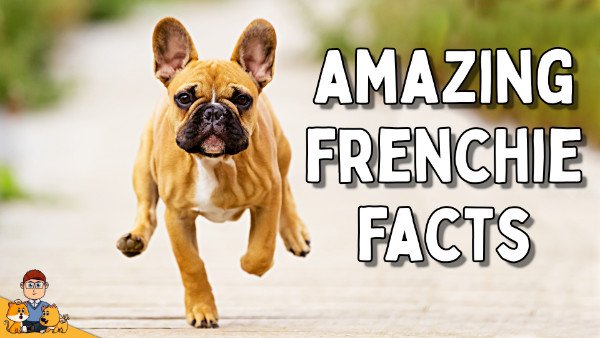 French Bulldog | 21 Amazing Facts About Frenchie Dog Breed  