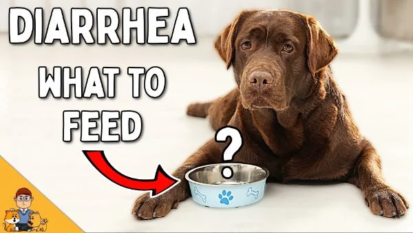 Home Remedies Best Food To Feed Dog With Diarrhea Best Canned Dog