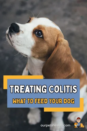 Image showcasing Going Beyond Chicken and Rice: what to feed a dog with Colitis — Our ...