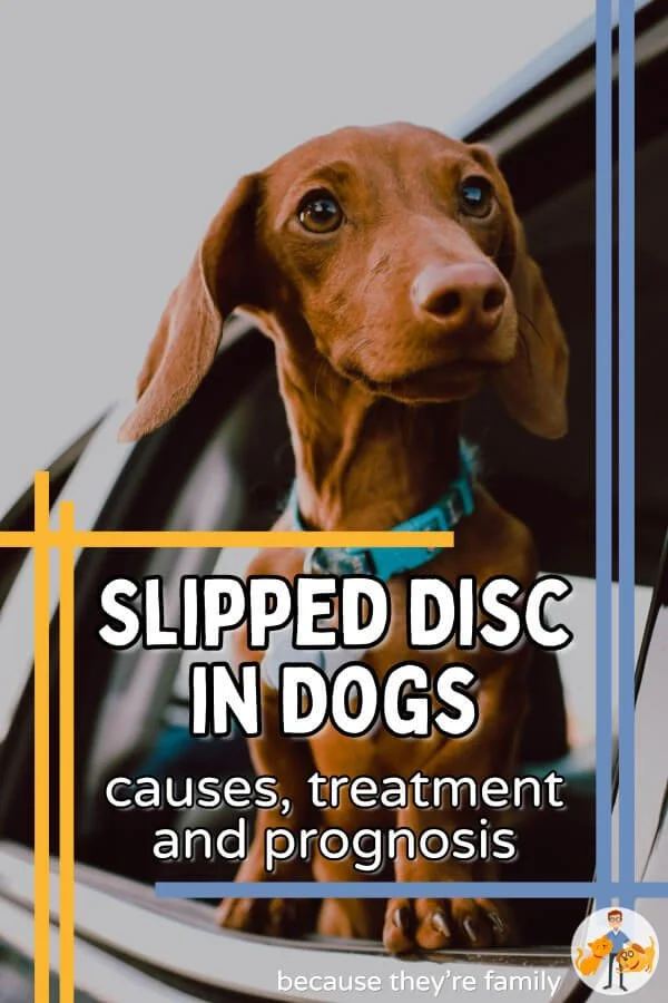 Slipped Disc in Dogs 101: Make the BEST Choices — Our Pet's Health