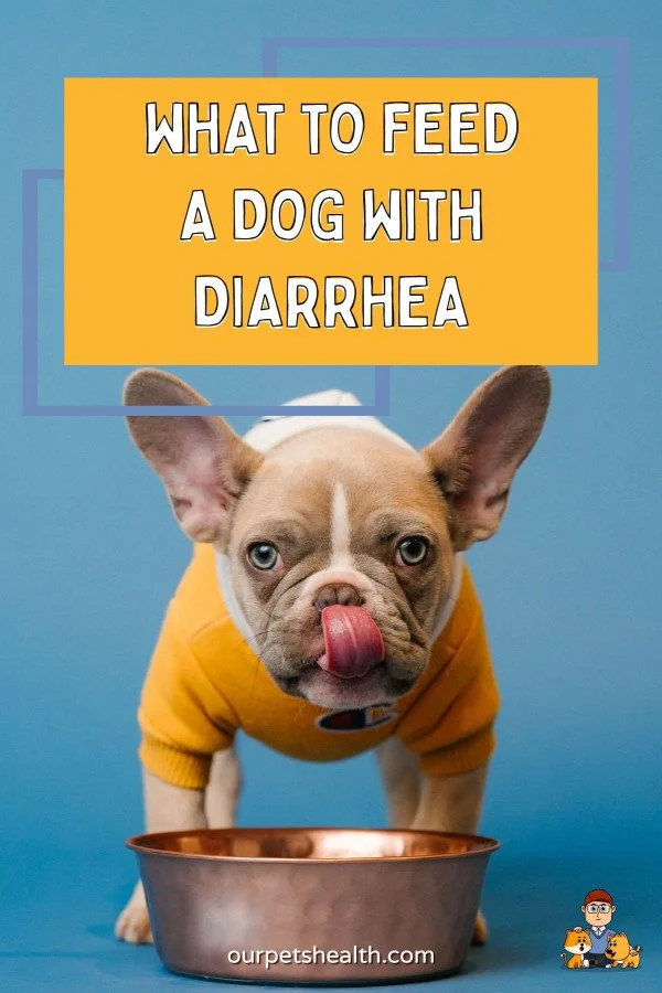 What to Feed a Dog with Diarrhea (most owners get this wrong) — Our Pet