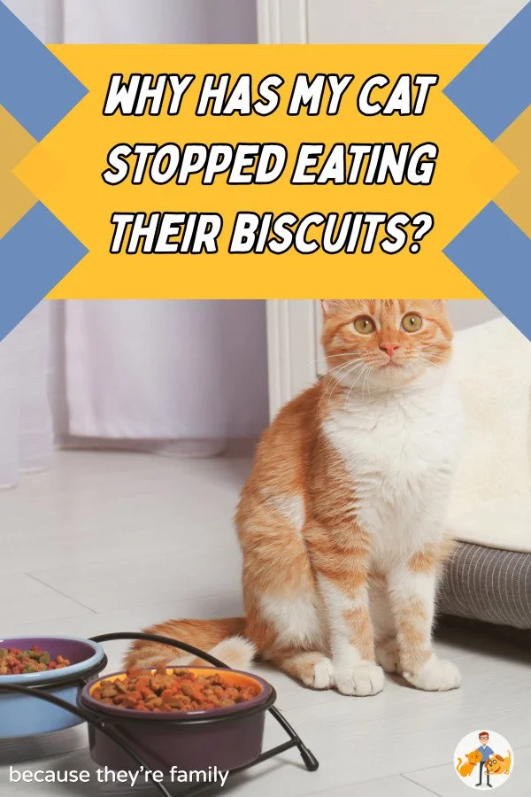 Clearance cat has diarrhea after eating wet food Top Sellers