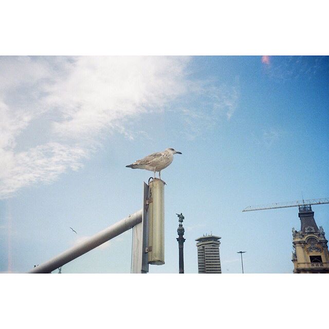 Columbus and a Seagull in Barcelona, Catalonia.  #mjuii #mjuiizoom #analog #analogphotography #barcelona #catalonia #travel #photography #travelphotography #ishootfilm #seagull #staybrokeshootfilm #summer